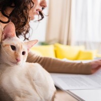 猫との暮らしでやるべき『公的な手続き』4選　違反をした際の罰則が設けられている場合も