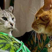 大きなスイカを前に、2匹の猫が……実家から送られてきた『笑わずにいられない瞬間』に6万いいね「めっちゃ揉めてるｗ」「負けられない戦い」