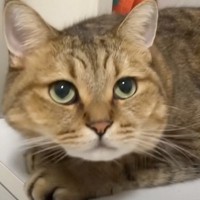 涼しい場所でくつろいでいた猫→顔をあげると…次々と変化していく『顔の形』に笑っちゃう人が続出「つぶれても可愛いｗ」「たまらんｗ」