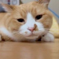 ブラッシンググローブをつけて猫のことを撫でると…『表情の変化』が可愛すぎると２万いいね「気持ちいいよねｗ」「鳴き方でわかる幸せ感」