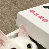 メロン箱が好きすぎて入り込んだ猫→フタを閉めてみると……猫が見せた『可愛すぎる表情』に２万いいね「キラキラしてる」「めっちゃ良い」