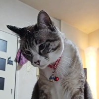 初めてポップコーンを見た猫ちゃんが…あまりにも可愛すぎる『仕草』に笑顔になる人が続出「めっちゃ曲がってるｗ」「首取れそうで笑った」