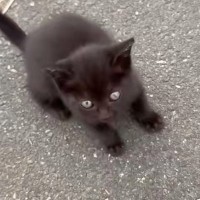 道路沿いで鳴いていた『1匹の小さな黒猫』を保護→家にいた2匹の犬と会わせてみたら…まさかの光景に「尊すぎるな」「みんな優しくて涙」の声