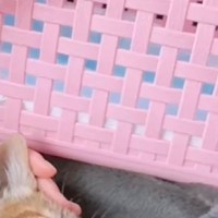 保護して2日目の子猫を動物病院に連れて行ったら…帰りに見せた『尊すぎる様子』が20万再生「幸せだね～」「泣けるレベルでかわいい」