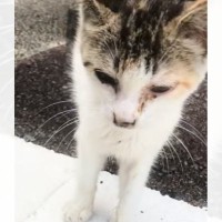 真夏の駐車場で鳴いていたガリガリの三毛猫を保護→５年が経つと……現在の様子に「涙が溢れた」「幸せになって良かったね」と感動する人が続出