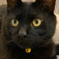 普段はとっても可愛い黒猫→『娘が撮る』と……もはや別の猫みたいな『衝撃の光景』に爆笑する人が続出「センスが良いｗｗ」「天才カメラマン」