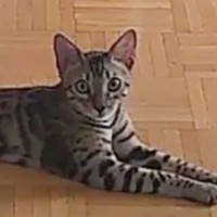 ペットカメラを設置→出先で『猫の様子』を見てみたら…あまりにも想定外な光景に「ひとり時間も必要なのかなｗ」「幸せそうでうれしくなった」