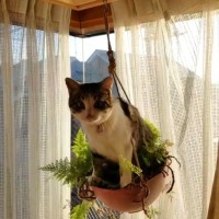 『プランターの上に乗った猫』を見ていたら…思わず笑っちゃう『乗りこなす様子』に2万4000いいね「絶対漕いでて爆笑」「天才にゃんこ」