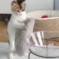 即席で作ったベッドを置いてみたら、子猫が…まさかの『二足歩行し始める光景』が59万再生「笑いすぎて泣ける」「想像以上に歩いてて草」と爆笑