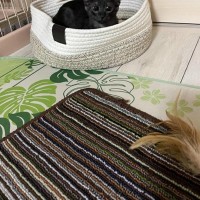 猫じゃらしで遊んでいたら、黒猫の『耳』が…可愛すぎる『変化』に笑顔になる人が続出「想像の3倍くらいヨーダで笑った」「胸キュン」