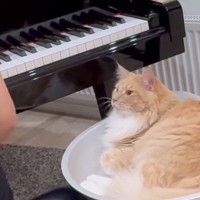 ピアノを練習する家族のそばで耳を澄ます猫→音を外した直後に見せた『優しい行動』が尊すぎると絶賛「お兄ちゃん頑張れるね」「上達間違いなし」