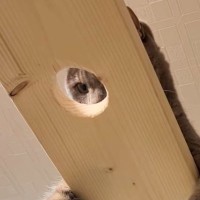 猫が歩く空中の通路に『小さな穴をあけてみた』結果…想像以上に可愛すぎる光景が90万再生「真似したいｗｗ」「最高の眺め」と絶賛の声