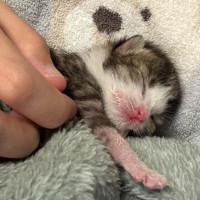 炎天下の草むらの中にいた『目も開いていない子猫』を保護して１年…涙を誘う『成長ビフォーアフター』に1万いいね「愛情のたまもの」「泣ける」