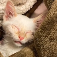 獣医から『今夜が山かもしれない』と告げられた子猫→お願い『生きて』と家族みんなで看病をして…「泣けて泣けて」「涙が止まらない」