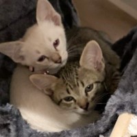 『一緒にお迎えしてよかった』仲良しな兄妹子猫を迎えて６年…成長した2匹の『現在』が素敵すぎると1万いいね「ウルっときた」「なんて尊い」