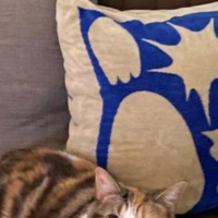 トイレから戻った猫の飼い主さん→椅子の上を見てみたら…愛猫が見せた『たまらない表情』に「ちょっと申し訳なさそうなのが良いｗ」「可愛い」