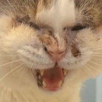 お風呂に入っていると、猫がやって来て…想像以上に『全力で注意してくる光景』に３万いいねの大反響「必死なのが伝わる」「胸がキュッとなった」