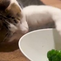 ブロッコリーの入っているお皿に前足を伸ばした猫…真剣に取ろうとする様子が可愛すぎると69万再生「必死すぎて笑った」「応援したくなるｗ」
