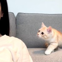 『まったく動かない飼い主』を見て…心配になった猫の『可愛すぎる行動』が189万再生「気付いたら10回くらい見てた」「リアルに声出た」