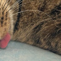 休み明け、横になっている猫の『表情』を見てみたら…まさかの光景に1万いいねの反響「受け入れられない顔してるｗ」「魂抜けてる」