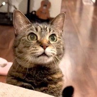 子どもたちが寝ると、待っていた猫が近づいてきて…胸キュン必至の『愛おしい行動』が19万再生「あたち！って顔してる」「しっぽ可愛すぎ」