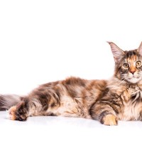 縁起が良いと言われる『べっこう猫』の魅力3選！よく似た『サビ猫』、違いは何？