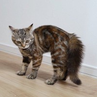 猫が『やんのかステップ』をしているときの気持ち3選　よく見られるのはどんなとき？