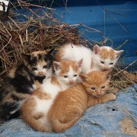 ドラマ「フレンズ」の登場人物名をもつ子猫たちが、幸せに向けて新たな一歩を踏み出す　英国スコットランド