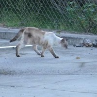過酷な野良猫生活から解放された7歳の猫…その後美しく変貌！