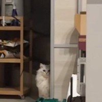 猫の顔の前でパパが『オナラ』をしてしまった結果…まさかの反応が50万再生「トラウマになってそうｗ」「傷ついた顔してるｗ」と爆笑の声