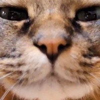 猫の口元までカメラを近づけた飼い主さん→ゆっくりと引いていくと…「ドキドキしちゃったｗ」「助かります助かります」悶絶必至の光景に５万いいね