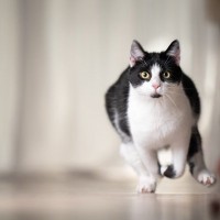 猫がときおり見せる『ナゾ行動』7選　何もないところを凝視したり、突然荒ぶったり…なぜ？