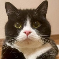 『前足の色が左右で違う猫』の理由……飼い主さんによる『コメント』と愛らしい光景に３万いいね「とっても素敵な表現」「オシャレだね」と反響