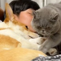ベッドで犬と寝ていたら、猫もやってきて…次の瞬間→悶絶必至の『可愛すぎる光景』が35万再生「幸せそうだなぁ」「声にならない声が出た」
