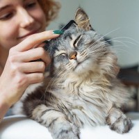 猫によっては『単頭飼い』がいい場合も！1匹で飼うことのメリット・デメリット