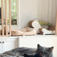 エアコンの風が一番当たるテーブルの上を見たら、『猫たち』が…まさかの『可愛すぎる光景』に反響「密集ぶりがたまらないｗ」「井戸端会議」