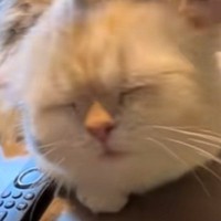 頭を『なでなで』された猫が…とんでもなく尊い『まさかの仕草』に爆笑の声続出「顔ヨボヨボで可愛いｗ」「ずっと撫でてあげたくなる」と17万再生