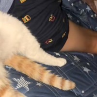 寝室に行ったら『息子のとなりで寝ていた猫』→よく見たら……まさかの瞬間に「お父さん？ｗ」「息子がふたりかなｗ」と笑っちゃう人が続出