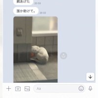 父から『誰か助けて』と1匹の白猫の様子とともにLINEがきて…保護した結果→胸を打つビフォーアフターが26万再生「よかったなぁぁぁ」