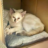 大雨を生き抜いて保護された、ボロボロで鋭い目つきの子猫→２週間後…別猫級の『ビフォーアフター』が34万表示「ふっくら」「可愛さ増した」