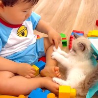 保護子猫にヤキモチを焼いていた赤ちゃん→ふたりになった結果…予想外の『愛おしい光景』が26万再生「幸せいっぱい」「可愛い怪獣２匹」