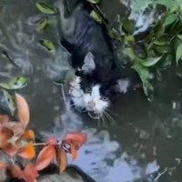 水路内に『ずぶ濡れでヘドロまみれの子猫がいる』と連絡→必死に救出して…「気持ちを思うと涙が止まらない」「よく頑張った」と31万再生の反響