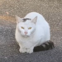 必死にご飯を探していた『ガリガリの野良猫』との出会いから約２年…大きく変化した『現在の姿』に感動の声「美猫さんになったね」「ありがとう」