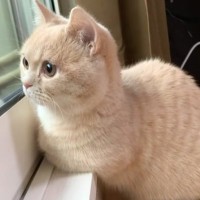 窓の外を眺める猫→横にいた『飼い主さんの存在』に気付いた次の瞬間…可愛すぎるリアクションが196万再生「あっ主しゃん～」「悶絶した」