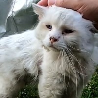 毎日家に来るようになった『ガリガリぼろぼろの白猫』を保護して2年…当時が嘘のような『現在の姿』に「号泣」「涙なしには見れない」と10万再生