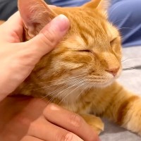ソファでパパとママの真ん中にいる猫→ふと気づいたら…くつろぎすぎて見せた『とんでもない体勢』に「芸術作品」「可愛すぎて笑った」と反響