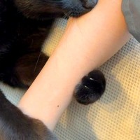 腕をギュッとしてきた黒猫→噛んできたと思ったら…痛いのについ許してしまう『愛情表現』が211万表示「食われてますねぇ」「かわいいカプッ」