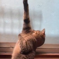 「面白すぎて声出たｗｗ」ヤモリを発見して変なポーズで固まった猫→もう1匹が来ると…想定外の『登場の仕方』に2万いいね「もう無理ｗｗ」