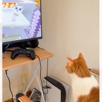マイクラを放置していたら、猫が『画面の前』で……まさかの瞬間が73万再生「なんで叩かれたんだろうｗ」「前世はゲーマーかも」と話題に