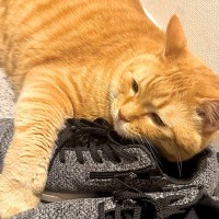 玄関で『パパの靴』の上にいるネコを見て…ママが放った『まさかの一言』に爆笑の声「男同士の匂いかなｗ」「抱きしめちゃってるよ」と14万表示